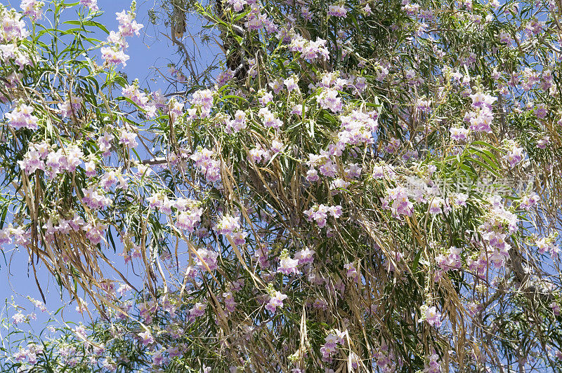 白棉布鬼城:甜点柳(Chilopsis linearis)